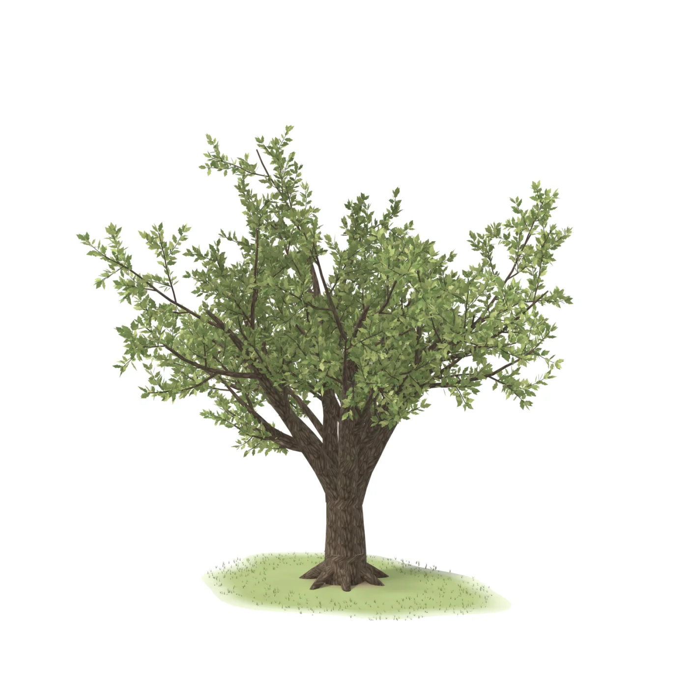 A mature oak modelled whole: broad crown, forking trunk and root flare on a small patch of lawn